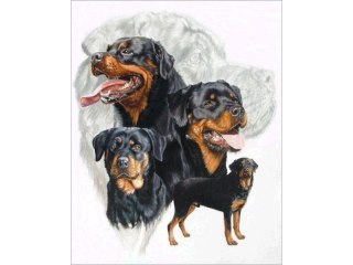 HAFT DIAMENTOWY, OBRAZ, MOZAIKA DIAMENTOWA DIAMOND PAINTING, PIES - ROTTWEILER 30X40CM