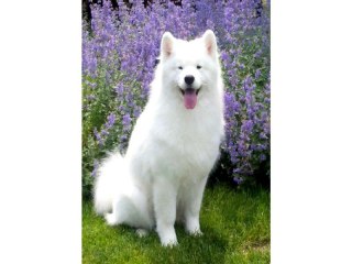 HAFT DIAMENTOWY, OBRAZ, MOZAIKA DIAMENTOWA DIAMOND PAINTING, PIES SAMOYED 30X40CM